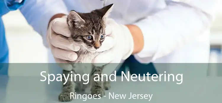 Spaying and Neutering Ringoes - New Jersey