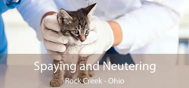 Spaying and Neutering Rock Creek - Ohio