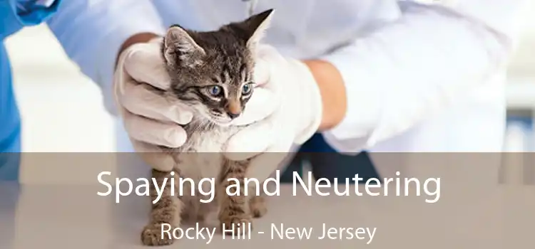 Spaying and Neutering Rocky Hill - New Jersey