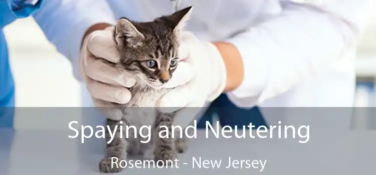 Spaying and Neutering Rosemont - New Jersey