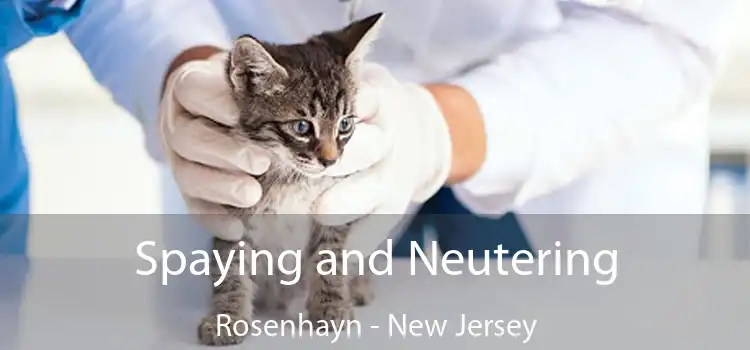 Spaying and Neutering Rosenhayn - New Jersey