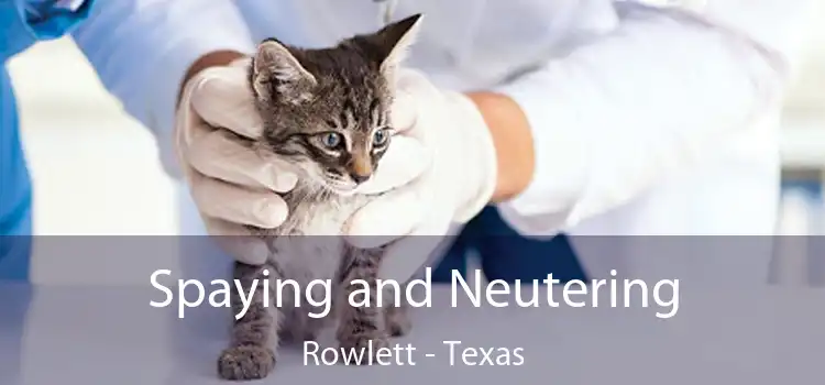 Spaying and Neutering Rowlett - Texas