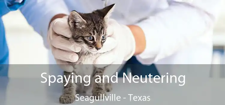 Spaying and Neutering Seagullville - Texas