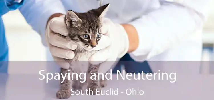 Spaying and Neutering South Euclid - Ohio