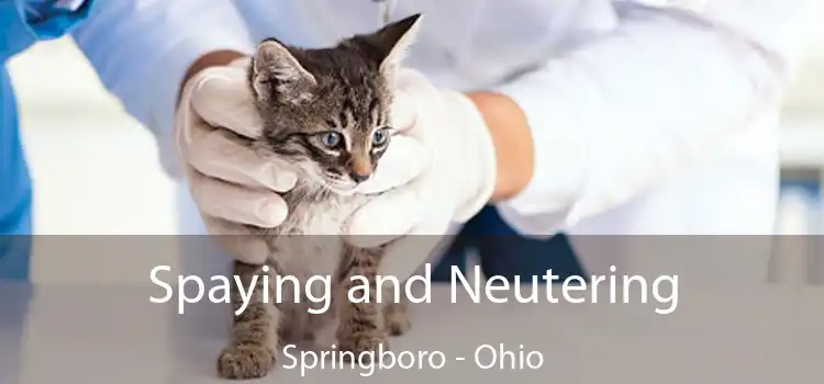 Spaying and Neutering Springboro - Ohio