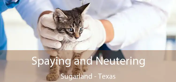 Spaying and Neutering Sugarland - Texas