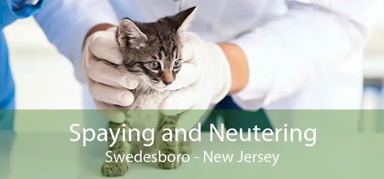 Spaying and Neutering Swedesboro - New Jersey