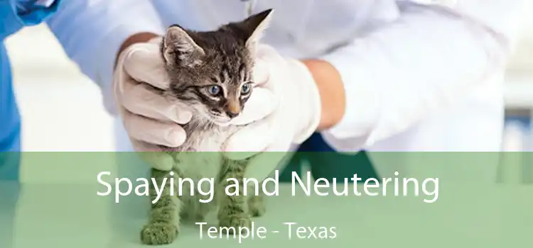 Spaying and Neutering Temple - Texas