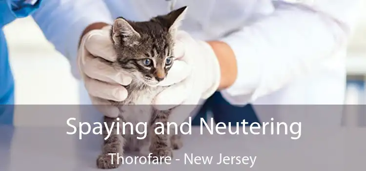 Spaying and Neutering Thorofare - New Jersey
