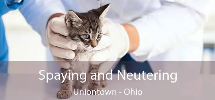 Spaying and Neutering Uniontown - Ohio