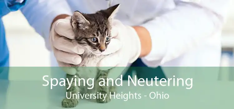 Spaying and Neutering University Heights - Ohio