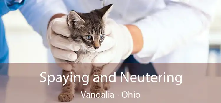 Spaying and Neutering Vandalia - Ohio