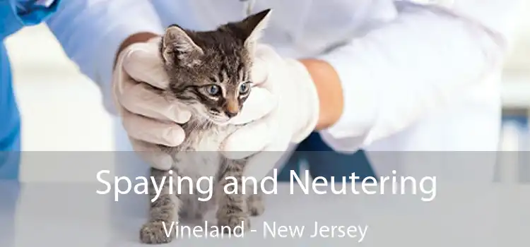 Spaying and Neutering Vineland - New Jersey