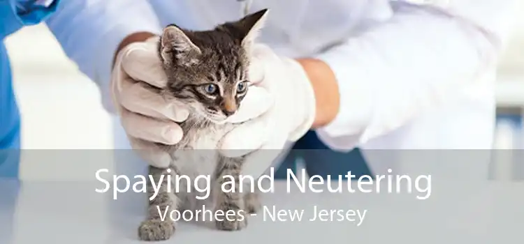 Spaying and Neutering Voorhees - New Jersey