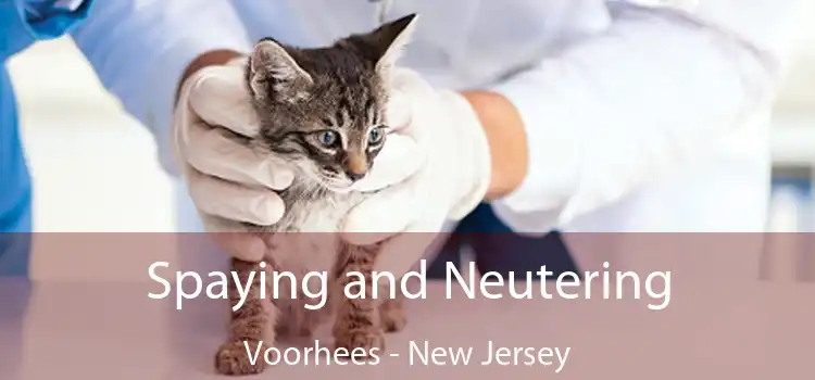 Spaying and Neutering Voorhees - New Jersey