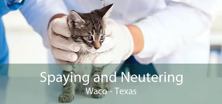 Spaying and Neutering Waco - Texas