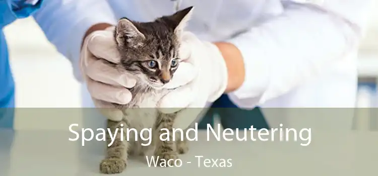 Spaying and Neutering Waco - Texas