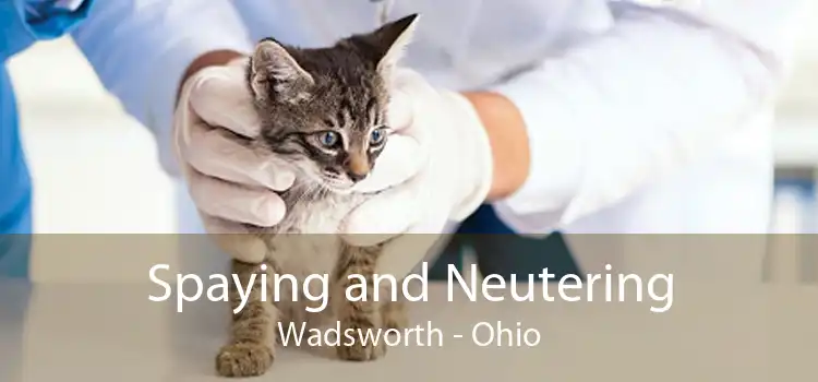 Spaying and Neutering Wadsworth - Ohio