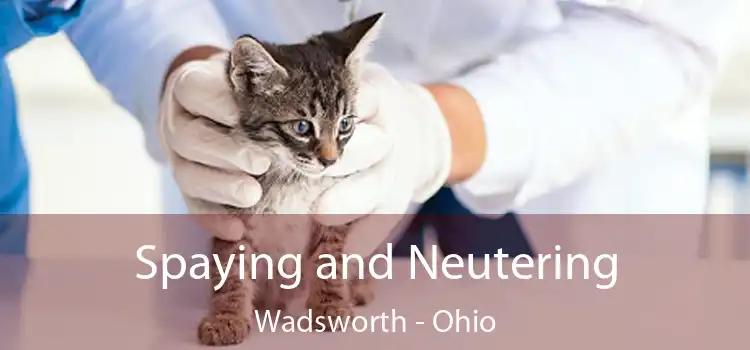 Spaying and Neutering Wadsworth - Ohio