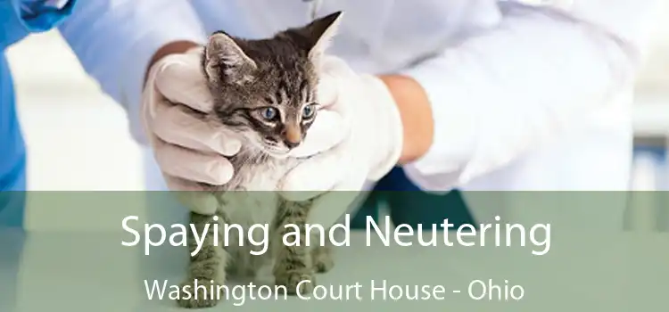 Spaying and Neutering Washington Court House - Ohio