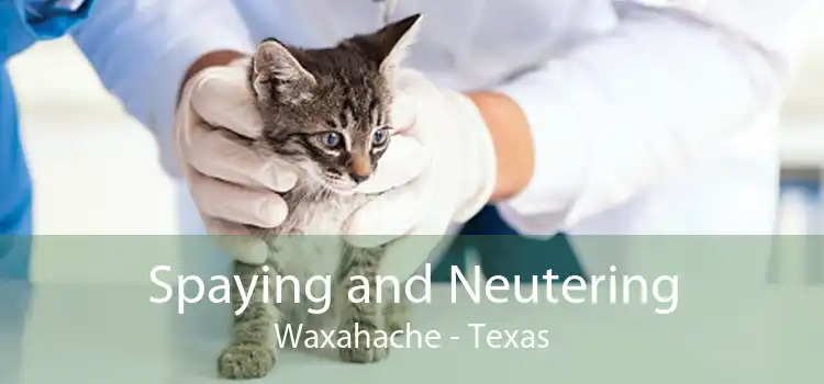 Spaying and Neutering Waxahache - Texas