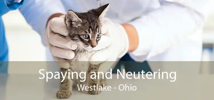 Spaying and Neutering Westlake - Ohio