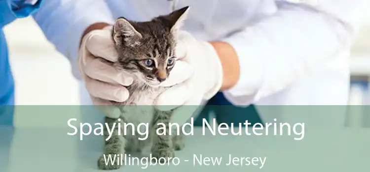 Spaying and Neutering Willingboro - New Jersey