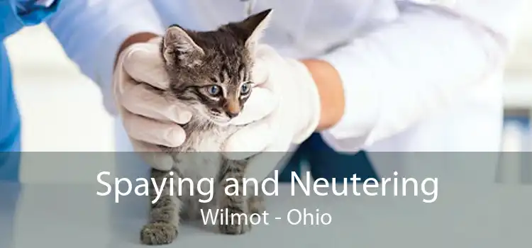 Spaying and Neutering Wilmot - Ohio