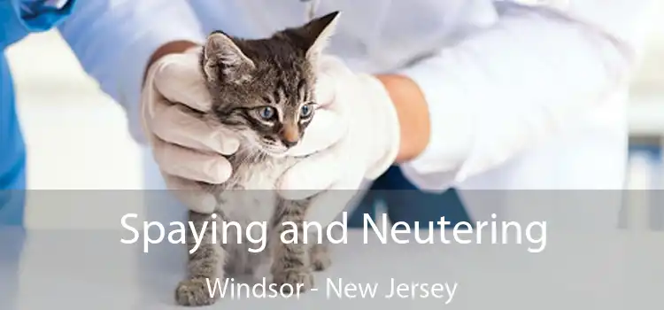 Spaying and Neutering Windsor - New Jersey