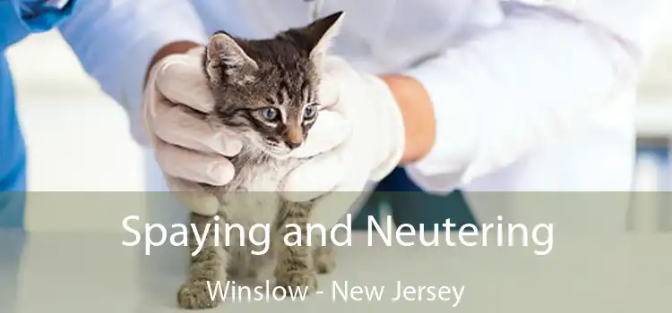 Spaying and Neutering Winslow - New Jersey