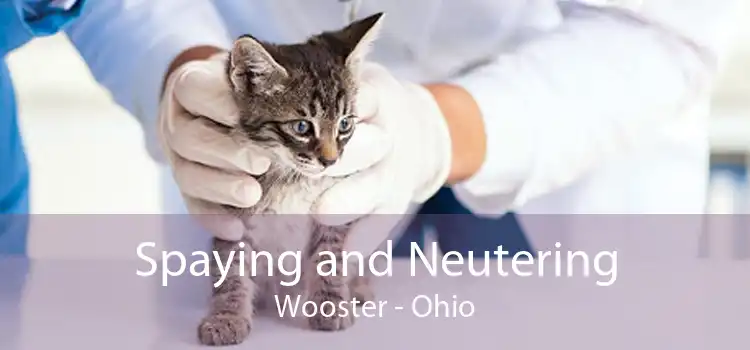 Spaying and Neutering Wooster - Ohio