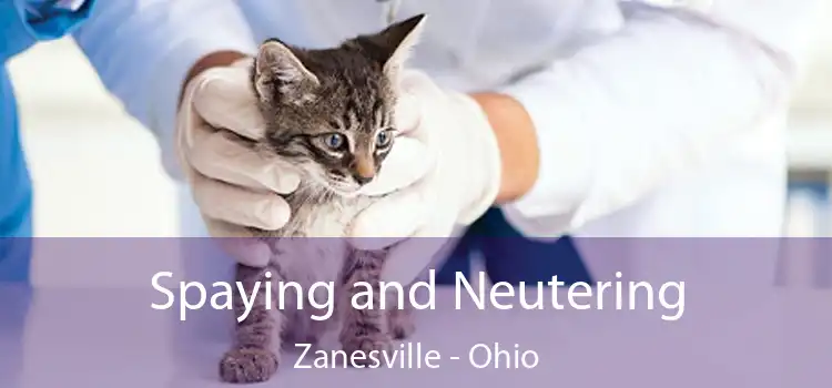 Spaying and Neutering Zanesville - Ohio