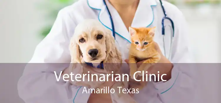 Veterinarian Clinic Amarillo Texas