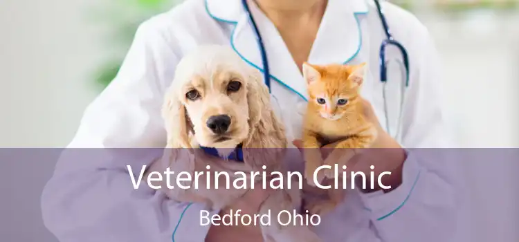 Veterinarian Clinic Bedford Ohio