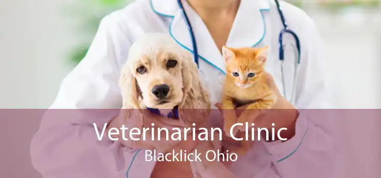 Veterinarian Clinic Blacklick Ohio