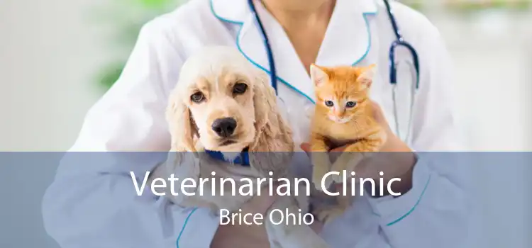 Veterinarian Clinic Brice Ohio