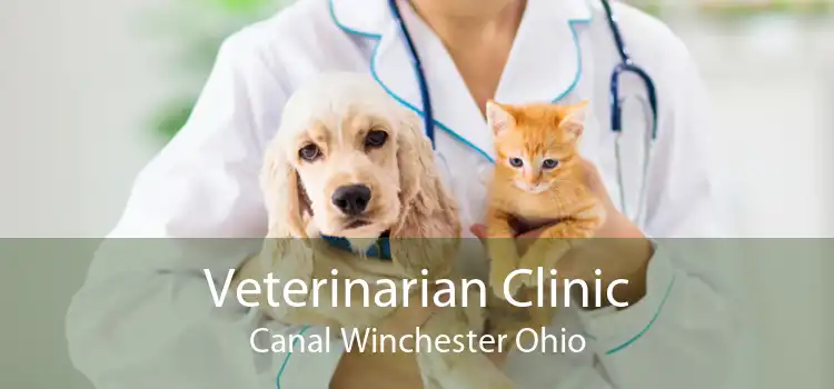 Veterinarian Clinic Canal Winchester Ohio