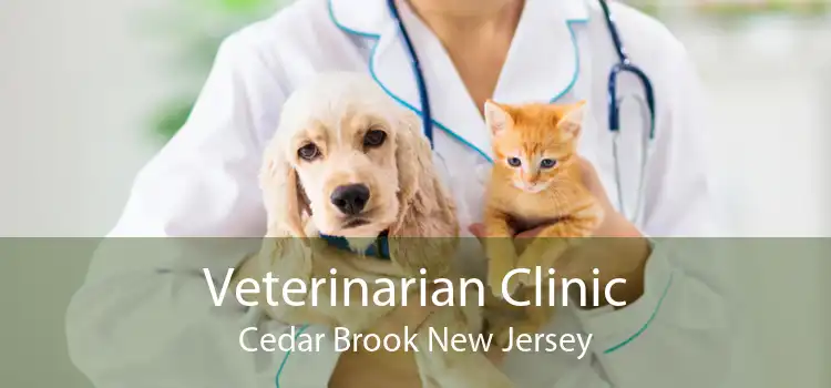 Veterinarian Clinic Cedar Brook New Jersey