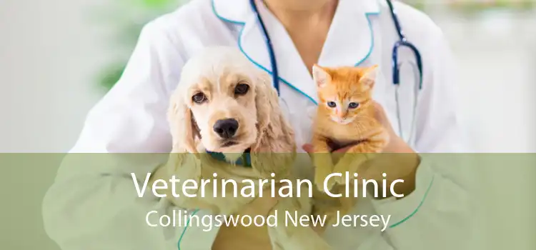 Veterinarian Clinic Collingswood New Jersey