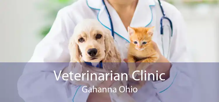 Veterinarian Clinic Gahanna Ohio