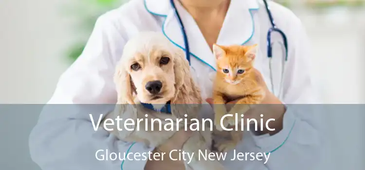 Veterinarian Clinic Gloucester City New Jersey