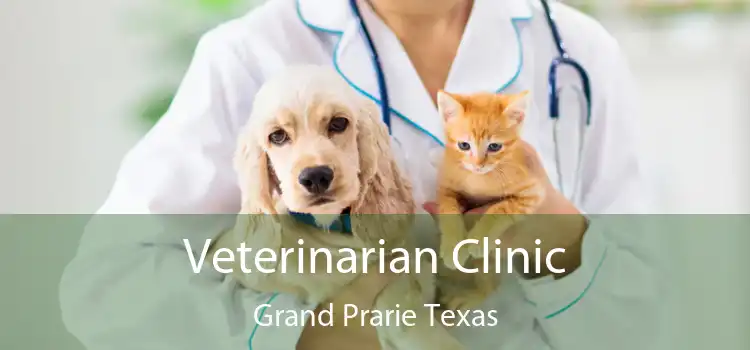 Veterinarian Clinic Grand Prarie Texas
