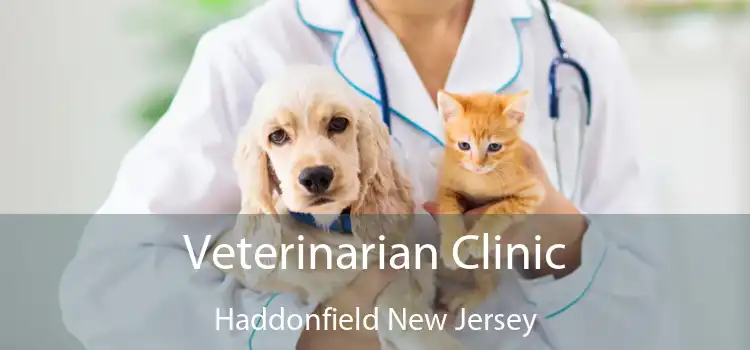 Veterinarian Clinic Haddonfield New Jersey