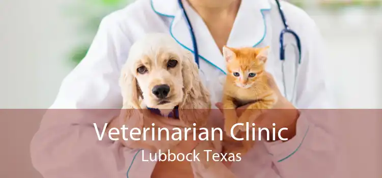 Veterinarian Clinic Lubbock Texas