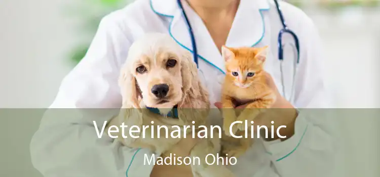 Veterinarian Clinic Madison Ohio