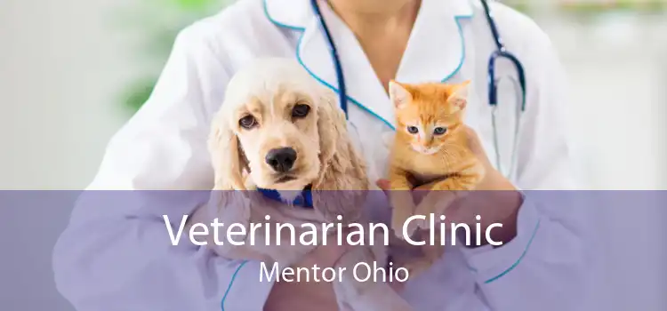 Veterinarian Clinic Mentor Ohio
