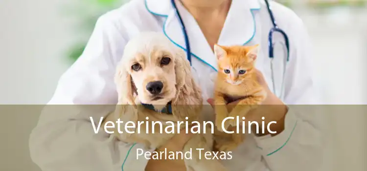 Veterinarian Clinic Pearland Texas