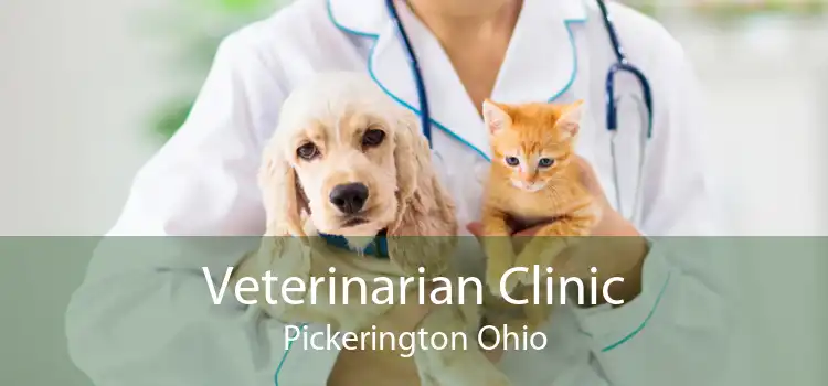 Veterinarian Clinic Pickerington Ohio