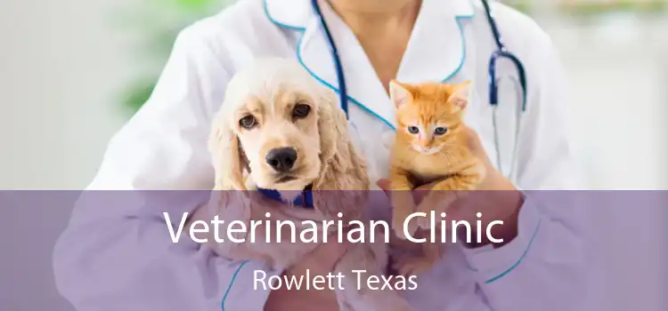 Veterinarian Clinic Rowlett Texas