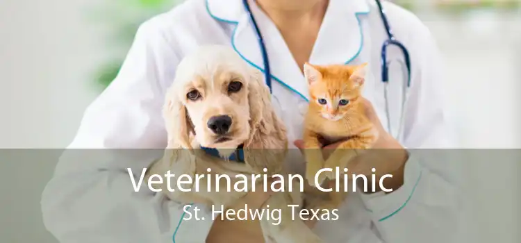Veterinarian Clinic St. Hedwig Texas